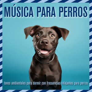 Música para perros: tonos ambientales para dormir con frecuencias relajantes para perros - Relaxmydog