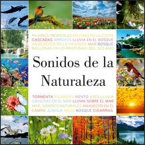 Sonidos de la Naturaleza - Natural Sound