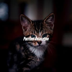 Purrfect Relaxation - Light Jazz Coffee House