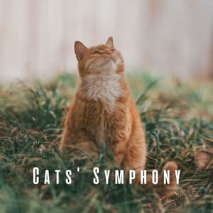 Cats' Symphony: A Collection of Chill Music - Sunday Morning Music