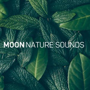 Zen Ocean - Moon Tunes