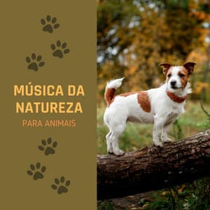 Música da Natureza para Animais: Sons da Natureza para Acalmar a Ansiedade de Separação dos Animais e Meditar com Seu Animal de Estimação - Academia de Música para Animais