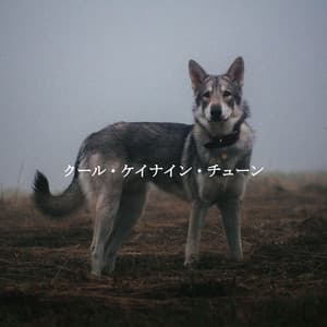 クール・ケイナイン・チューン - Música para Concentrarse