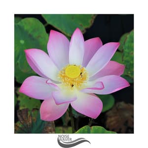 Serenity Relax - Sleep Noise