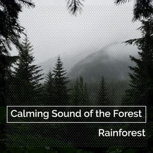 Calming Sound of the Forest - Rainforest