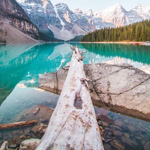 Absolute Balance - Zen Garden