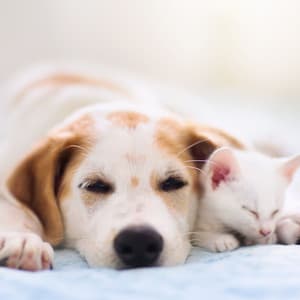 Radiant Pet Lullabies: Melodic Lofi Dreams for Restful Naps - sleepy planet