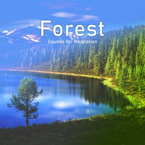 Forest Sounds for Meditation: Morning Songbirds, Healing Nature Sounds, Soft Rains, Gentle Winds - Abundant Nature Zen