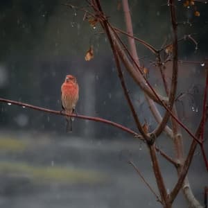 Rhythms of Renewal: Meditation with Heavy Rain and Birds - New Age Sleeping Music