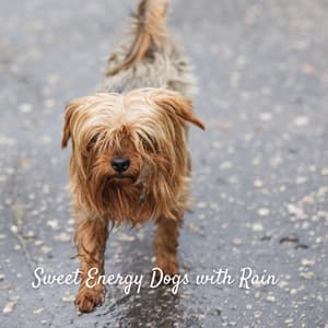 Sweet Energy Dogs with Rain - Rain and Chill