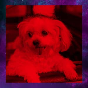 Brazilian Jazz - Ambiance for Keeping Your Dog Happy - Music for Dogs Playlist