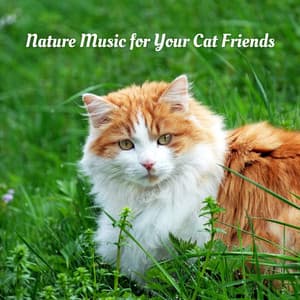 Nature Music for Your Cat Friends - Sounds Of The Earth