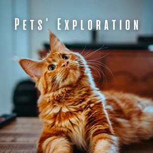 Pets' Exploration: Chill Music Adventure - Maryada Ram