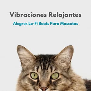 Vibraciones Relajantes: Alegres Lo-Fi Beats Para Mascotas - Colores de la ciudad de Lofi