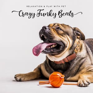 Relaxation & Play with Pet. Crazy Funky Beats - Animal Melody Wizard