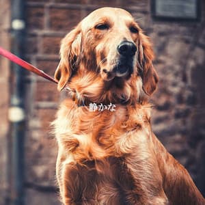 静かな - Música Lounge Relax para Cafés