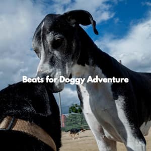 Beats for Doggy Adventure - Israel Goldberg Quintet