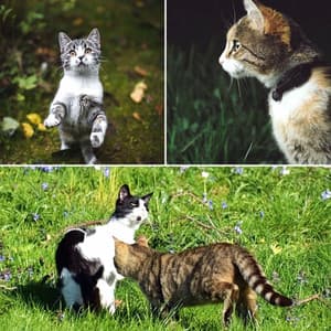 Ambiance for A Quiet Cat - Cat Music Hour