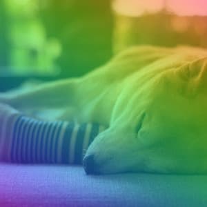 Sensational Background Music for Lightened Up Pups - Dog Separation Anxiety Music