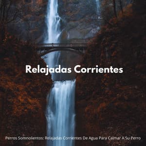 Perros Somnolientos: Relajadas Corrientes De Agua Para Calmar A Su Perro - Corriente Meteorica