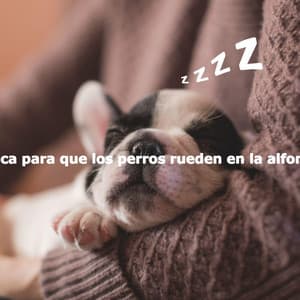 Música para que los perros rueden en la alfombra - Easy Jazz Listening
