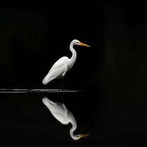 Sinfonía Binaural Del Sueño: Aves Del Arroyo En La Noche - 80 88 Hz - Dormir Profundamente Hipnosis