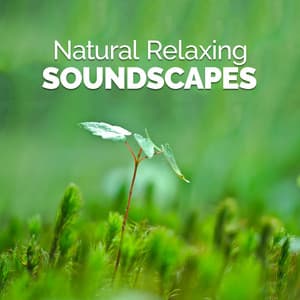 Natural Relaxing Soundscapes - Sound Library XL