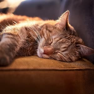 Cuerdas Graciosas: Música De Orquesta Para Gatos - Bertie Lambert