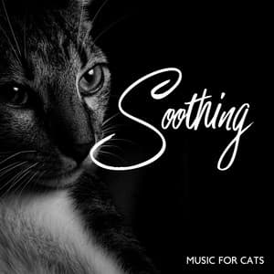 Soothing Music For Cats - Pet Cheetah Dreams