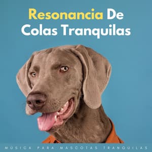 Resonancia De Colas Tranquilas: Música Para Mascotas Tranquilas - Habitos Saludables