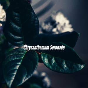 Chrysanthemum Serenade - Trabajar desde Casa