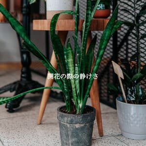 開花の際の静けさ - Cafe de Musica Instrumental