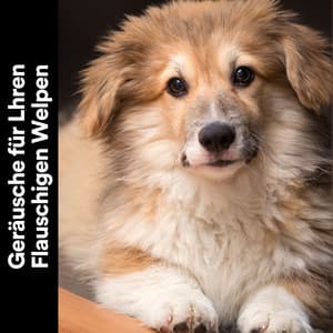 Geräusche für Lhren Flauschigen Welpen - Hundemusik