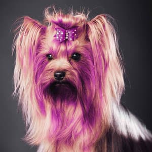 Backdrop for Cooling Off Pups - Bright Piano Duo - Calm Dog Music