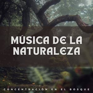 Música de la Naturaleza: Concentración en el Bosque - Efectos especiales del bosque