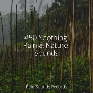 #50 Soothing Rain & Nature Sounds - Musica Para Estudiar Academy
