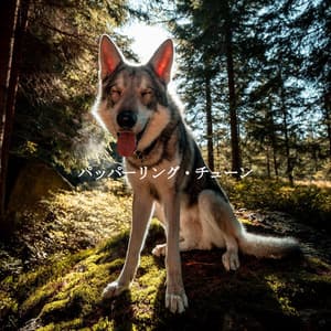 パッパーリング・チューン - Jazz Chill Out Relax