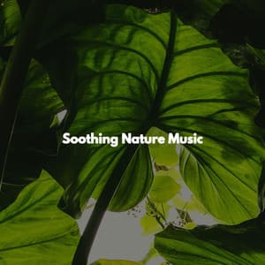 Soothing Nature Music - Brunch Jazz Playlist