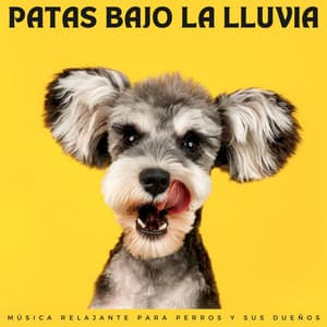 Patas Bajo La Lluvia: Música Relajante Para Perros Y Sus Dueños - Sonidos De Lluvia y Tormentas
