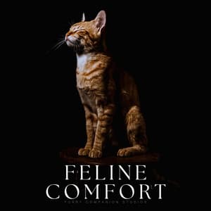 Feline Comfort - Cat Songs