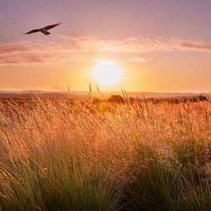 Resonancia Pacífica: Música Para Pensar Profundamente - Líneas cuadradas
