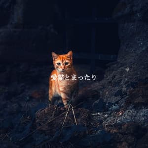 愛猫とまったり - Modern Jazz Playlist