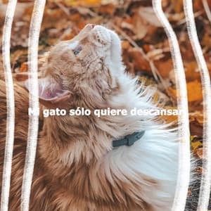 Mi gato sólo quiere descansar - Musica de Bar Ambiente