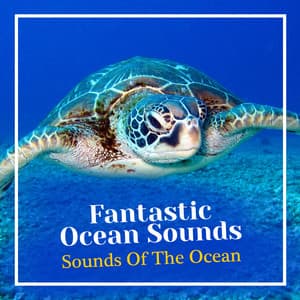 Fantastic Ocean Sounds - Sounds Of The Ocean