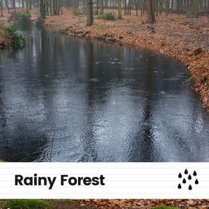 Rainy Forest - 24H Rain Sounds