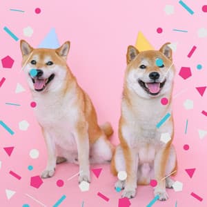 Feelings for Doggy Hotels - Dog Music Experience