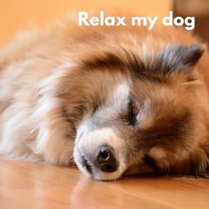 Dog Chill - Honden Muziek