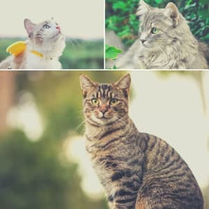 Background Music for Happy Cat - Cats Music Den