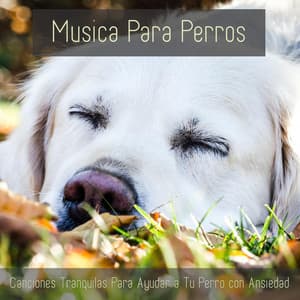 Musica Para Perros - Canciones Tranquilas Para Ayudar a Tu Perro Con Ansiedad - Relaxmydog