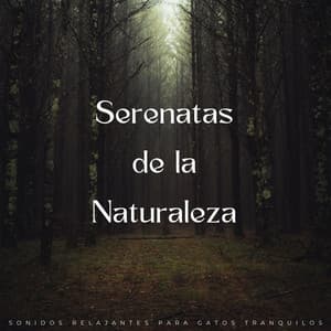 Serenatas De La Naturaleza: Sonidos Relajantes Para Gatos Tranquilos - Descansar Musica